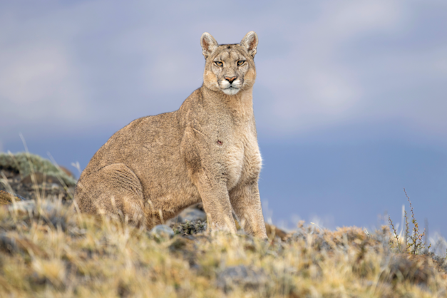 פומה. דפוסי ציד חדשים / צילום: Shutterstock פומה. דפוסי ציד חדשים / צילום: Shutterstock