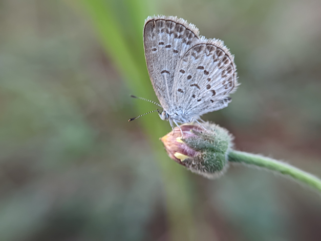 העש העירוני. פיתח מוטציה התנהגותית / צילום: Shutterstock