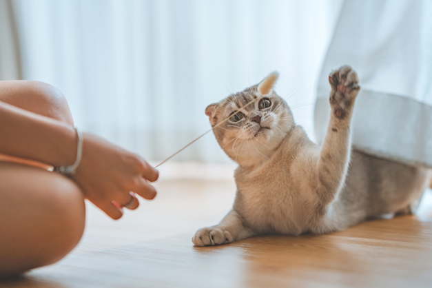 חתול. כרטיס ביקור ייחודי / צילום: Shutterstock חתול. כרטיס ביקור ייחודי / צילום: Shutterstock