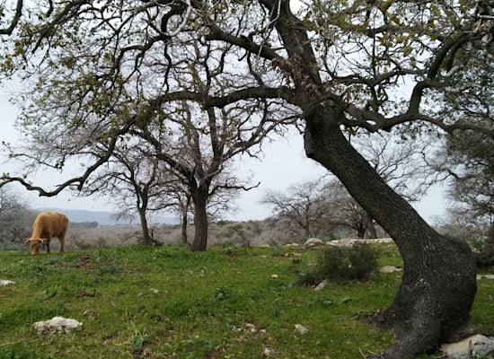 היער המכושף. אלוני אבא / צילום: יותם יעקבסון היער המכושף. אלוני אבא / צילום: יותם יעקבסון