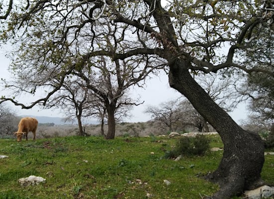 היער המכושף. אלוני אבא / צילום: יותם יעקבסון