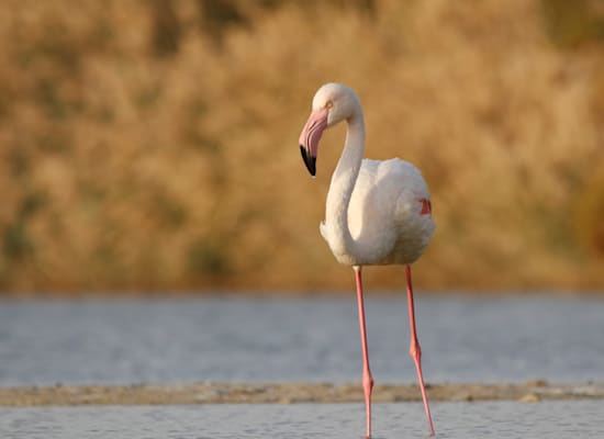 פלמינגו בפארק הצפרות / צילום: נועם וייס