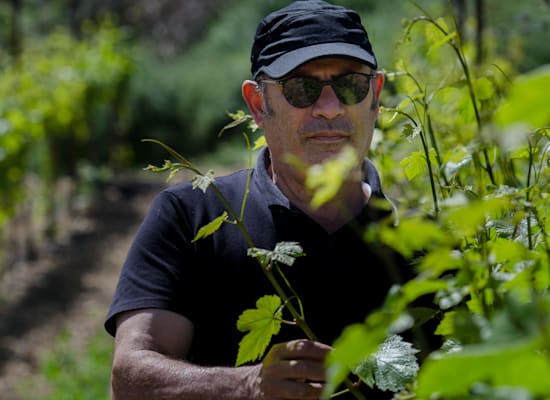 מלכיאל הדרי. הכול חוץ מאיש הייטק משועמם שעושה קצת יין / צילום: דרור הדרי