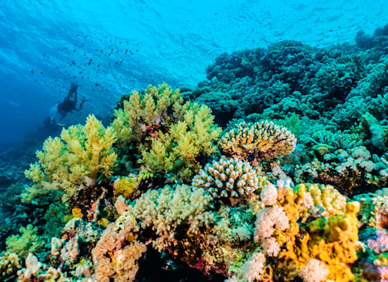 שונית האלמוגים באילת. דליפת נפט עלולה להיות הרסנית / צילום: Shutterstock, yeshaya dinerstein