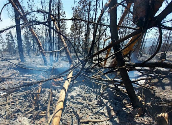 כך נראה השטח אחרי השריפה / צילום: עמיר בלבן, החברה להגנת הטבע