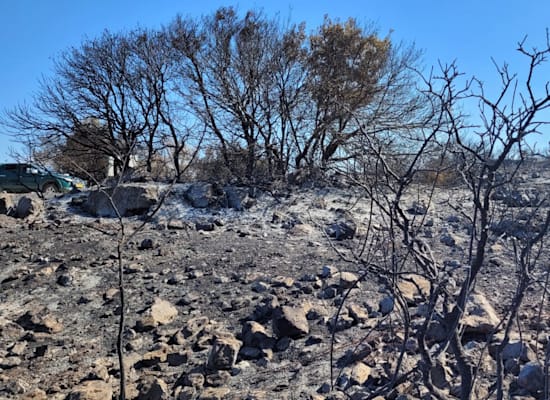 עצי קטלב שרופים בשמורת הר טייסים / צילום: יניב כהן רשות הטבע והגנים