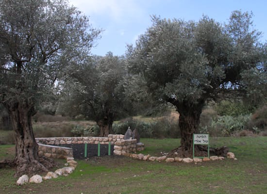מהרל הימנית / צילום: אורלי גנוסר מהרל הימנית / צילום: אורלי גנוסר