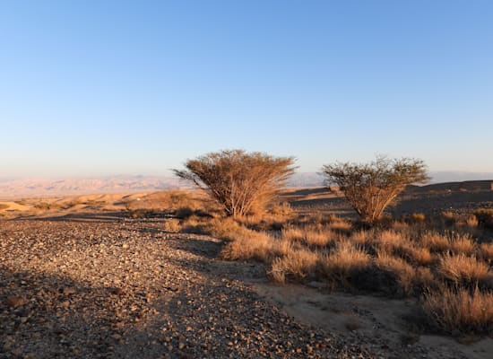 שמורת שיזף / צילום: דב גרינבלט