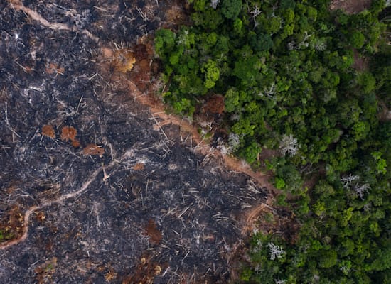 אזור שרוף ביער הגשם באמזונס. יערות האמזונס מהווים מחצית מכלל היערות הטרופיים שעוד נותרו בעולם / צילום: Associated Press, Felipe Werneck/Ibama
