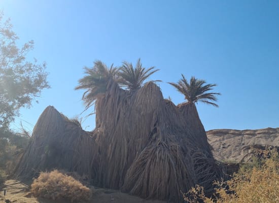 תמונה של דקלים שמתו עקב השפכים / צילום: רועי גלילי