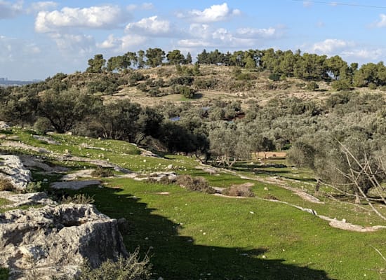 תל חדיד / צילום: וקיפדיה תל חדיד / צילום: וקיפדיה