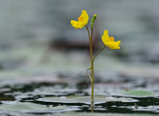 נאדיד. מלכודת שאיבה / צילום: Shutterstock