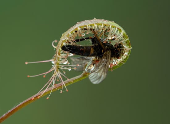 טללית. מלכודת דבק / צילום: Shutterstock