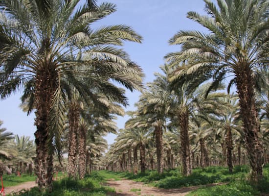 מטעי התמרים של דוד אסולין במושב חמרה / צילום: אורלי גנוסר