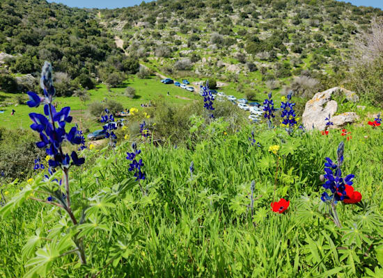 רמות מנשה. צמחים שאוהבים להתקבץ יחד / צילום: אורלי גנוסר רמות מנשה. צמחים שאוהבים להתקבץ יחד / צילום: אורלי גנוסר
