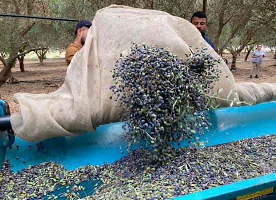 מטע הזיתים של משפחת צדוק / צילום: איריס כץ