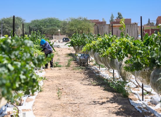 הכרם הניסיוני בשדה בוקר / צילום: דנה לירם