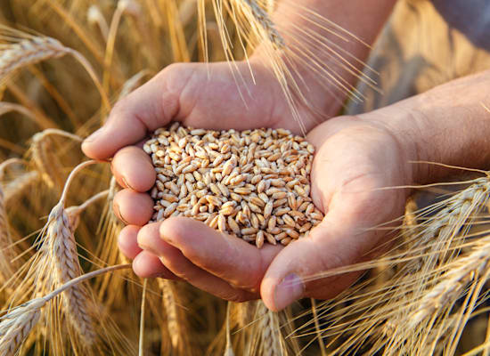 Wheat / Photo: Shutterstock