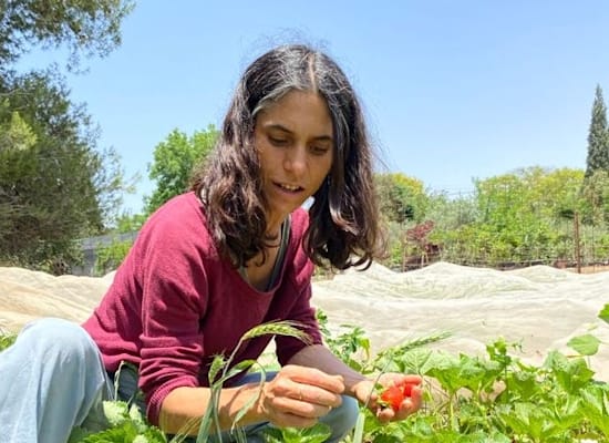 אלה בשדה התות. מפיחה אופטימיות ותקווה בתחזית החקלאית הקודרת / צילום: גליה בן חיים אלה בשדה התות. מפיחה אופטימיות ותקווה בתחזית החקלאית הקודרת / צילום: גליה בן חיים