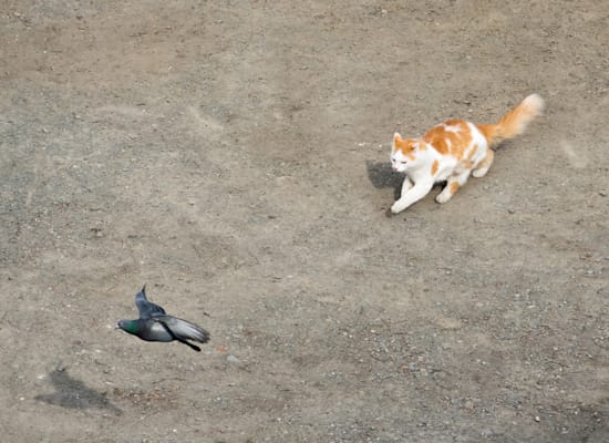 חתולים הפכו למפגע אקולוגי / צילום: Shutterstock חתולים הפכו למפגע אקולוגי / צילום: Shutterstock