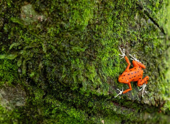 צפרדה אדומה באיסלה בסטימנטוס, פנמה / צילום: Shutterstock, Curioso.Photography