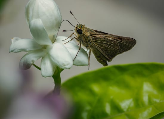 ריח היסמין נועד לעשים, לא לאנשים / צילום: Shutterstock