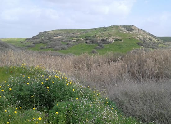 תל שרע / צילום: ויקיפדיה תל שרע / צילום: ויקיפדיה