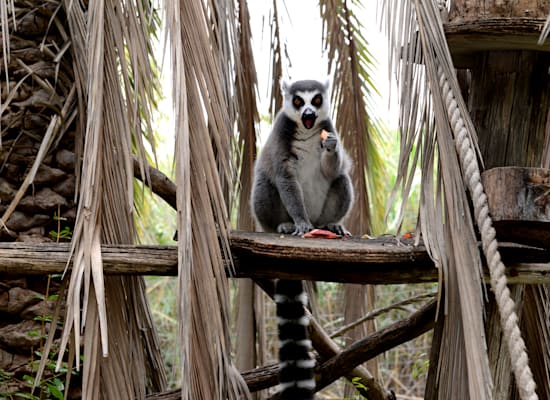 מקלט הקופים ביער בן שמן / צילום: איל יצהר