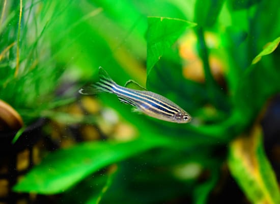 דג זברה / צילום: Shutterstock דג זברה / צילום: Shutterstock