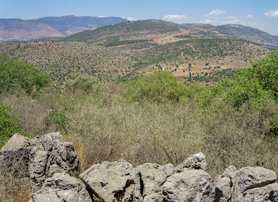 שביל הציפורים, אשחר / צילום: אנטולי מיכאלו