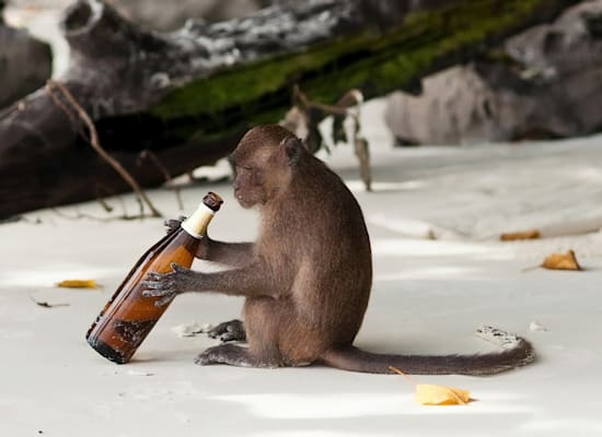 לא רק קופי הוורווט הירוקים מגלים חיבה לאלכוהול / צילום: Shutterstock