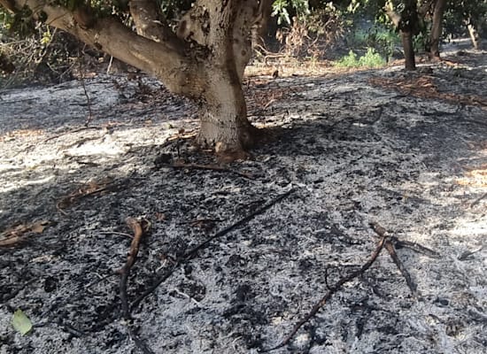 מטע במשגב עם שספג פגיעה מפצצת תאורה / צילום: עופר מוסקוביץ'