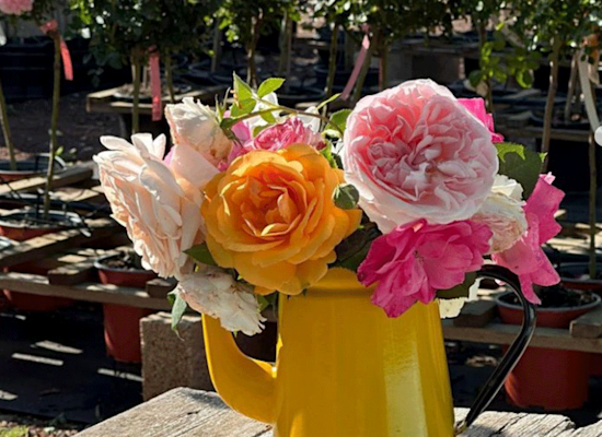 ורדים במשתלת קרן צור / צילום: באדיבות משתלת ורדים קרן-צור