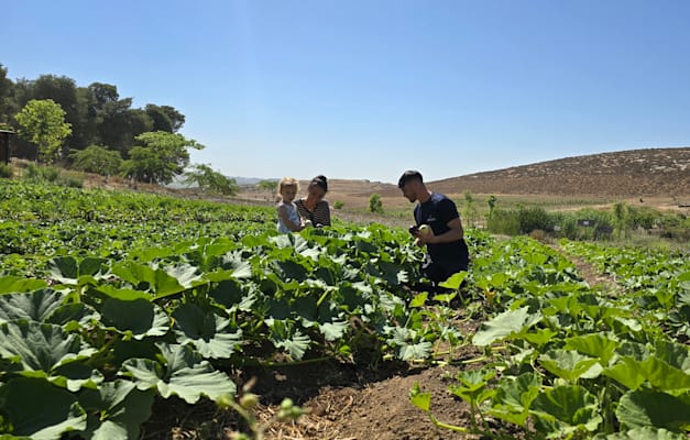 קטיף עצמי בערוגות הירק. חוות רימון / צילום: אורנה בן חיים קטיף עצמי בערוגות הירק. חוות רימון / צילום: אורנה בן חיים