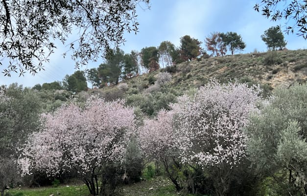 שקדיות בנחל ראש פינה / צילום: בן פרשיץ שקדיות בנחל ראש פינה / צילום: בן פרשיץ