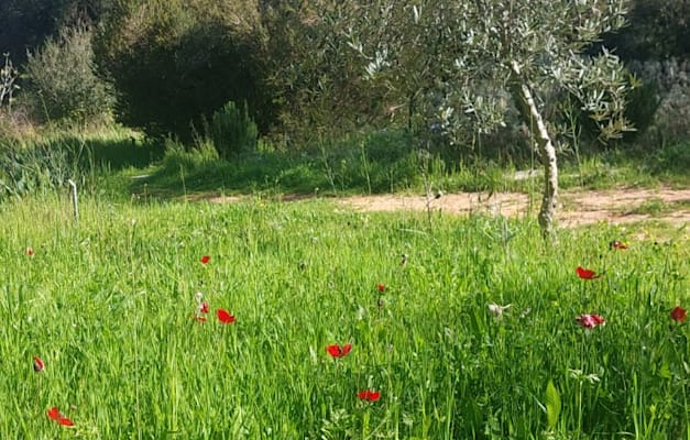 גן ריבי / צילום: בני דגמי גן ריבי / צילום: בני דגמי