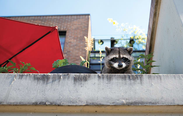 דביבון בעיר. מסתייעים באינטליגנציה גבוהה / צילום: Shutterstock דביבון בעיר. מסתייעים באינטליגנציה גבוהה / צילום: Shutterstock