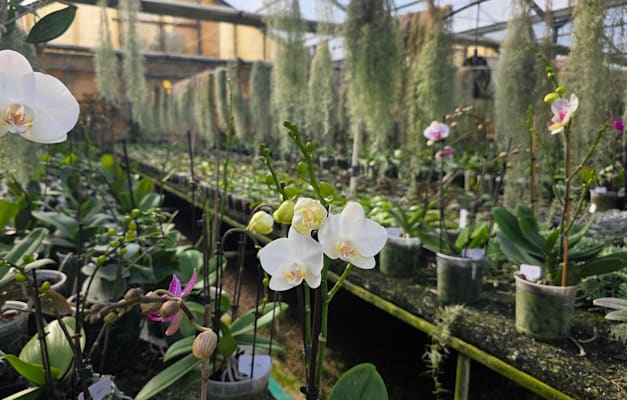 משתלת הסחלבים, חוגלה / צילום: עדי קפלן משתלת הסחלבים, חוגלה / צילום: עדי קפלן