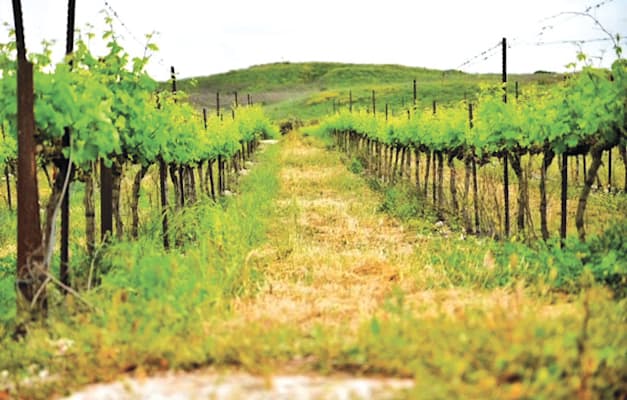 הכרם של יקב צור / צילום: טל להב