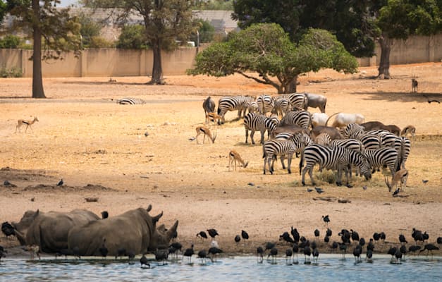 הספארי ברמת גן / צילום: Shutterstock