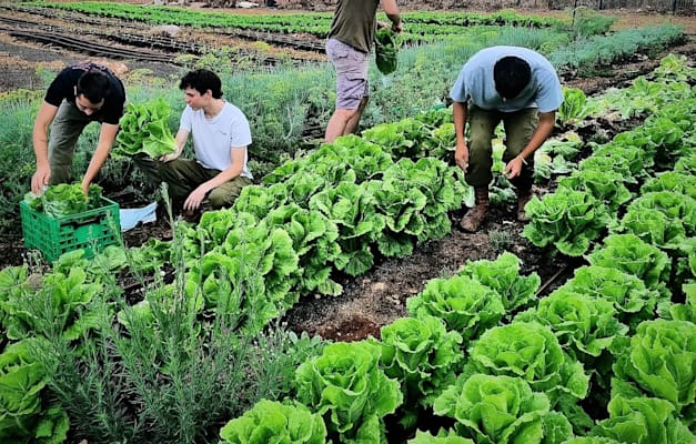 קטיף בלגעת בשדה / צילום: דור פינטל