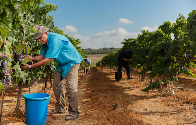 אביו של בר ליבנה, יורם, בכרם / צילום: בני גם זו לטובה
