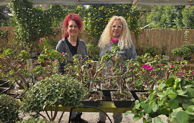 צמחמד / צילום: אורנה בן חיים