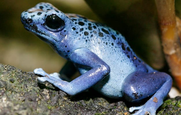 צפרדע חץ ארסית / צילום: ap, STEFFEN SCHMIDT צפרדע חץ ארסית / צילום: ap, STEFFEN SCHMIDT