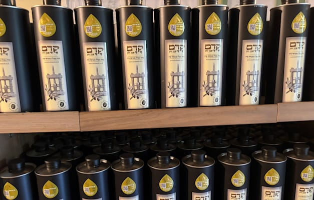 שמן זית של קדם / צילום: חגית אברון