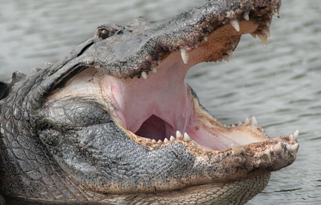 ''היתכנות פריסת זוחלים בפרצות בגבול'' ''היתכנות פריסת זוחלים בפרצות בגבול''