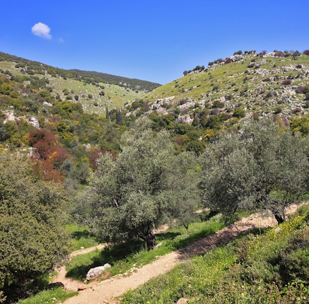 שביל הפסגה בהר מירון / צילום: Shutterstock