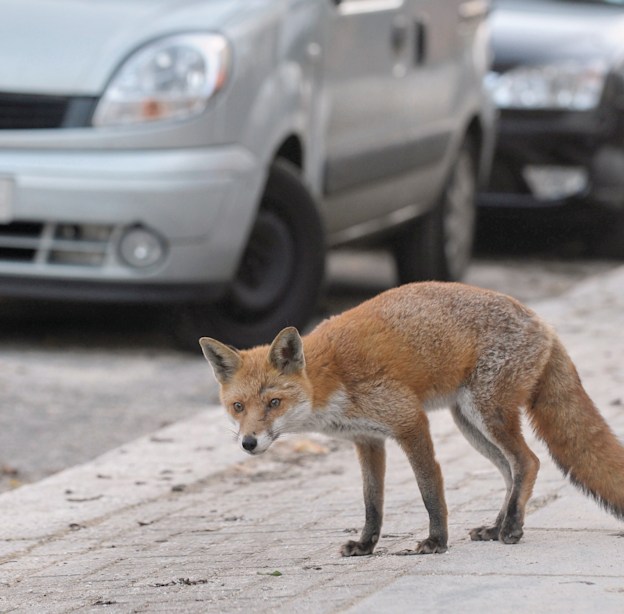 שועל אדום בעיר / צילום: Shutterstock