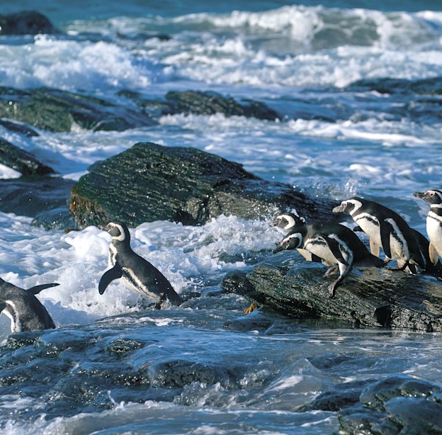 פינגוויני מגלן / צילום: Shutterstock