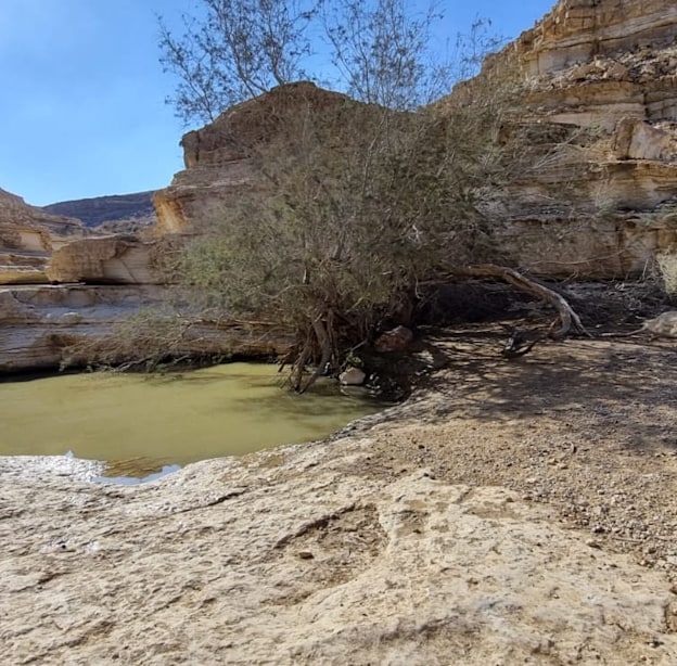 נחל שרף / צילום: מולי אינהורן